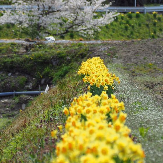 桜と水仙