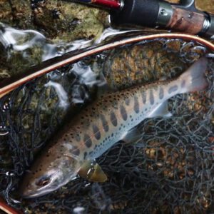 川魚