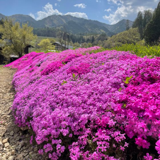 芝桜