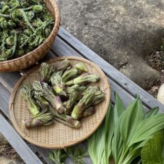 ザルに並べられた山菜