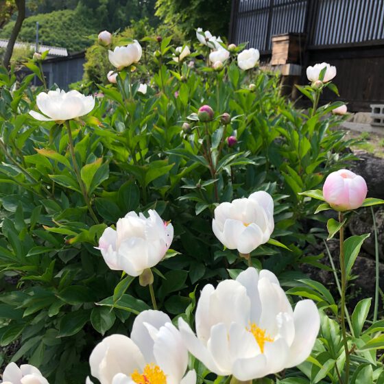 芍薬