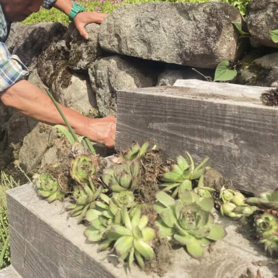 多肉植物を植える男性