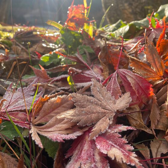 霜がかった紅葉の落ち葉
