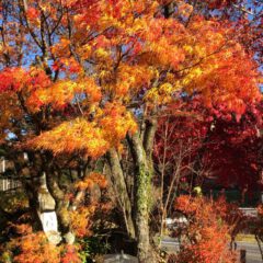 紅葉した紅葉