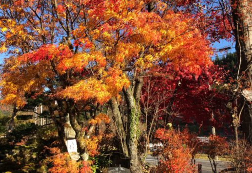 紅葉した紅葉