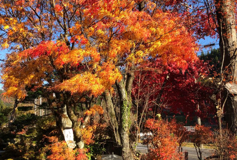 紅葉した紅葉