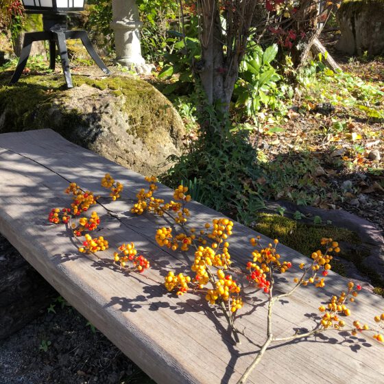 紅葉したツルウメモドキの枝